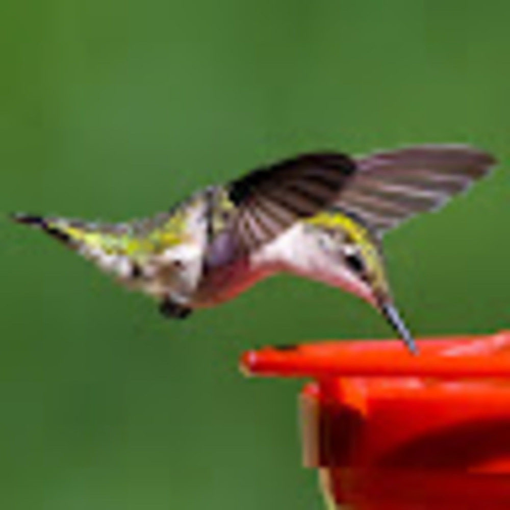 Meet your Posher, Joe